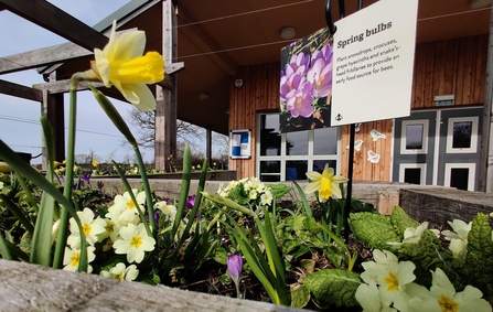 Image of spring flowers at Gosling Sike credit Cumbria Wildlife Trust