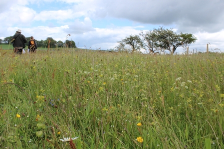 Image of Eycott Hill Coronation Meadow