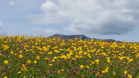 Image of hay meadow at Eycott Hill with Blencathra in distance 