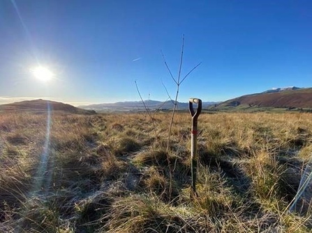 Tree planted at Eycott Hill credit The World of Beatrix Potter Attraction 
