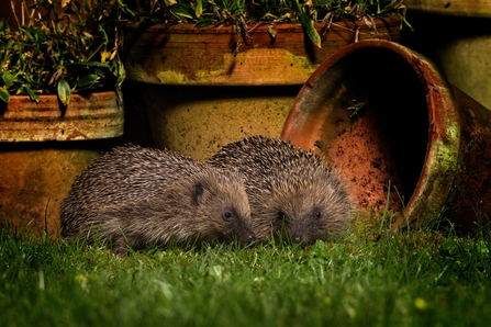 image of two hedgehogs at night by flowerpots