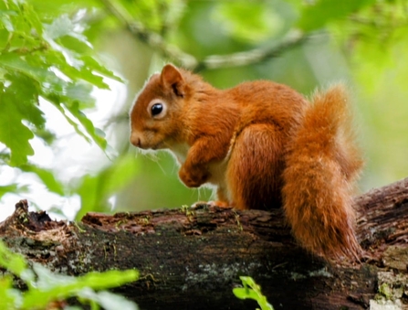 red squirrel perched on a branch