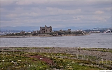 view of piel castle and gull colony from seal cam at South Walney nature reserve