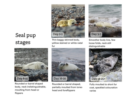 Grey seal pup stages of growth and development