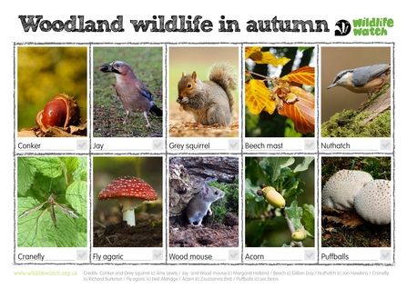 Woodland wildlife in autumn wildlife watch spotter sheet