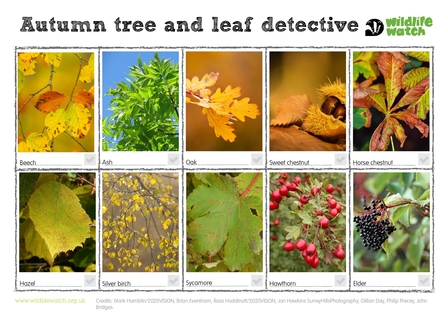 Autumn tree and leaf identification sheet