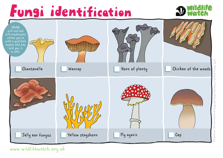 Fungi identification sheet wildlife watch