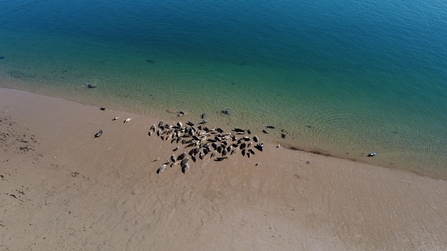 Grey seals at South Walney Nature Reserve. Cumbria Wildlife Trust has special permission to fly a drone at the reserve as part of the seal surveys - copyright Georgia de Jong Cleyndert. 