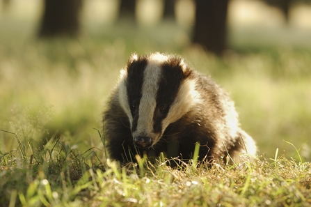 Image of badger in grass, Derbyshire