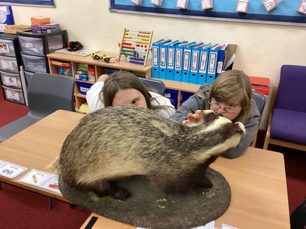 pupils learning about natural history looking at a badger taxidermy