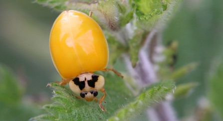 Newly emerged harlequin ladybird by Margaret Holland
