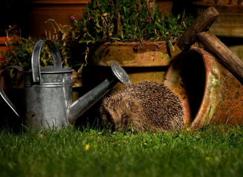 image of a Hedgehog in garden next to watering can and plant pots -copyright jon hawkins surrey hills photography