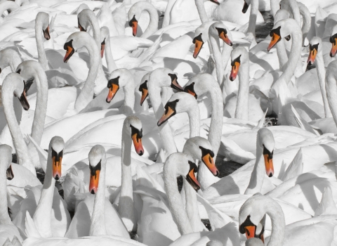 image of mute swans copyright Guy Edwardes 2020VISION
