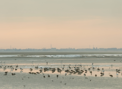 Image of ducks and waders feeding on mudflats in Morecambe Bay. Copyright Peter Cairns/Northshots/2020VISION