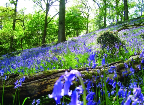 image of bluebell wood - barkbooth lot -c- michelle waller