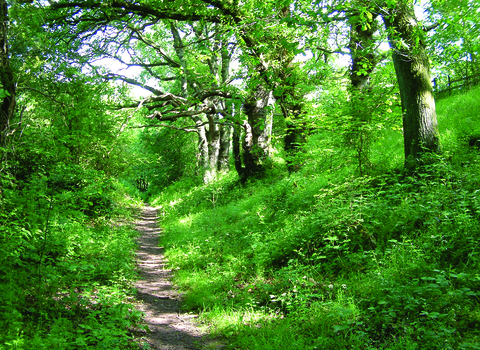 image of path and woodland at Quarry banks reserve