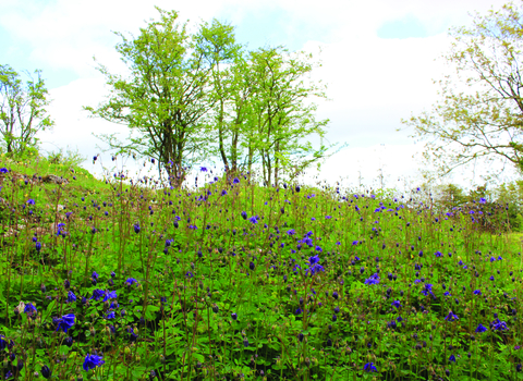image of blue flowers at latterbarrow nature reserve - copyright michelle waller