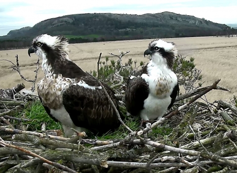 Image of the foulshaw moss breeding pair of ospreys - female on left and male on the right in 2015
