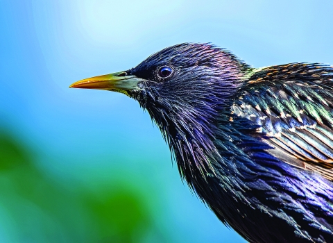 image of a Starling - copyright Alan Beale