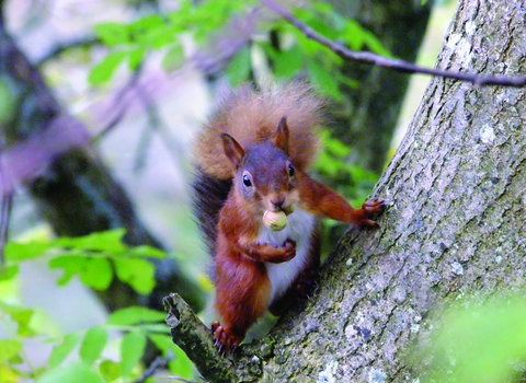 image of a Red squirrel in tree at smardale gill nature reserve