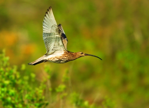curlew in flight - copyright jon hawkins surrey hills photography