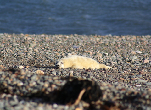 grey seal on shingle beach with blue sea in background