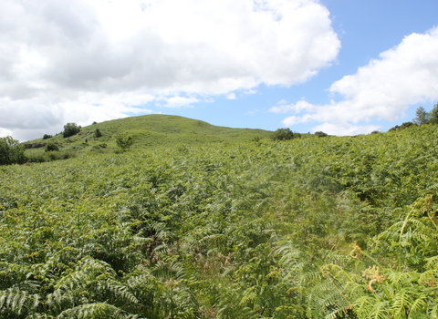 Image of the bracken in early summer at Lowick common - copyright andrew walter