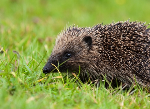 hedgehog in green grass copyright Vaughn Matthews