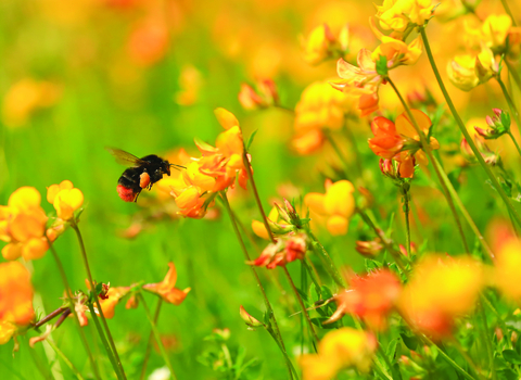 Image of red-tailed bumblebee © Jon Hawkins/Surrey Hills Photography