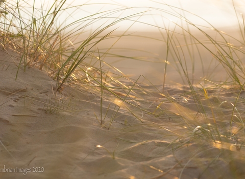 Sandscale Haws Roanhead grasses in dune bright sunlight