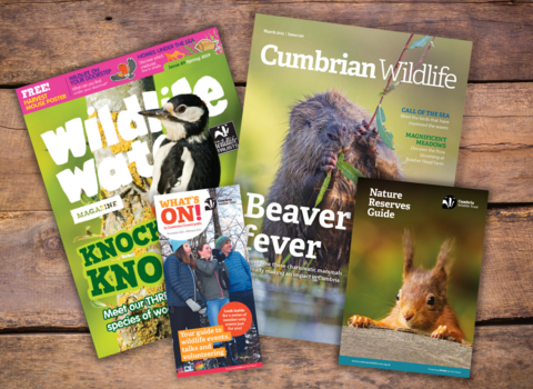 A top down view of magazines and guides on a wood background, with wildlife and people images on the front