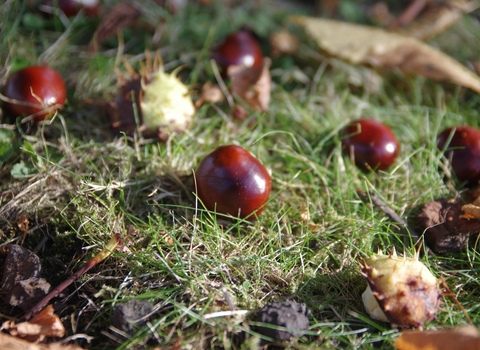conkers on the ground copyright gillian day