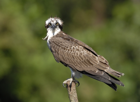 Osprey on perch credit misayo via Getty Images