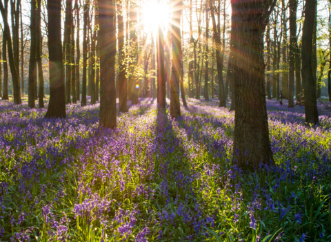 A view through a woodland with the sun behind the trees and bluebells on the ground
