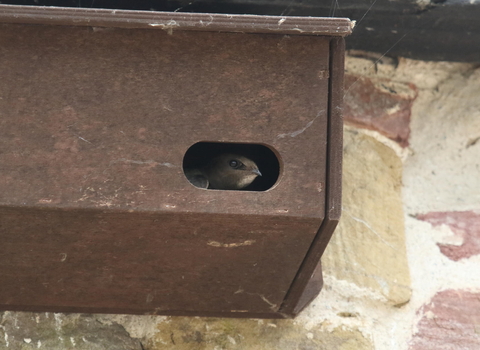 Swift in a nest box copyright Vaughn Matthews