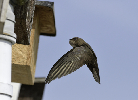 Swift flying into a nest box credit Nick Upton