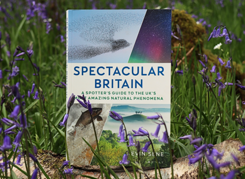 A book titled 'Spectacular Britain' standing on a log amid bluebells.