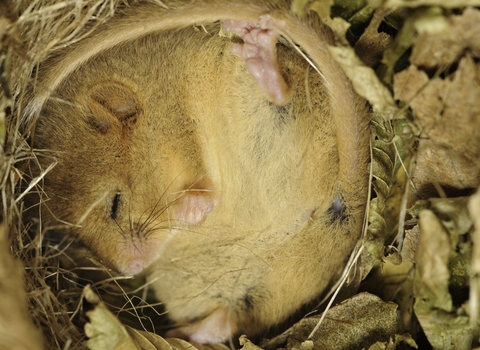 Hazel dormouse copyright Terry Whittaker/2020VISION