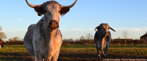 Image of long horn cattle