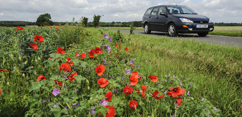 Wildflowers growing on a roadside verge © Terry Whittaker