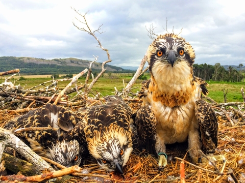 Osprey chicks 2017 at Foulshaw close up