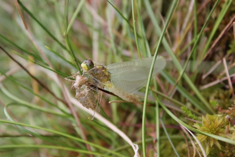 White faced darter monitoring at Scaleby Moss June 2014