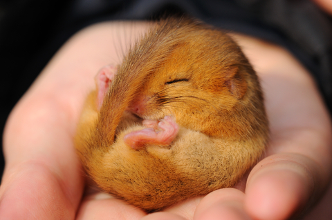 A sleeping dormouse curled up in a person's palm