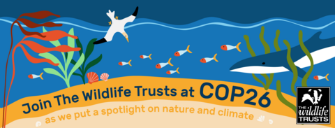 COP26 website banner The Wildlife Trusts