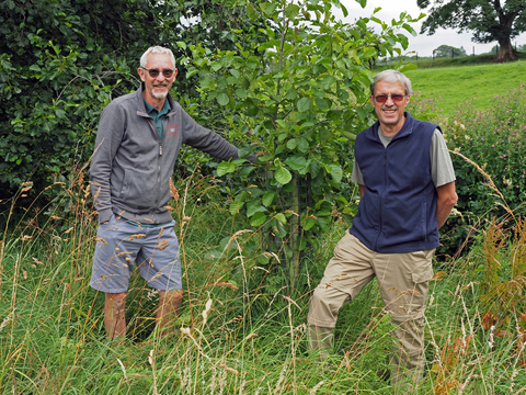 Two men standing with a young tree in a field