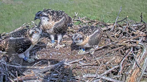 Young-ospreys-back-on-the-next-after-ringing