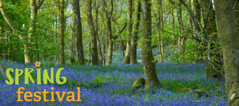 A woodland full of bright bluebells, with a logo saying 'spring festival' in the bottom left corner. 