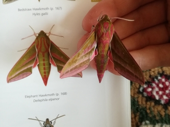 Identifying moths from a chart