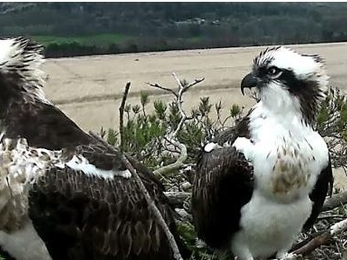 Our Osprey pair on the nest at Foulshaw Moss Nature Reserve