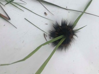 Fox moth caterpillar